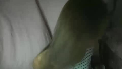 Snapshot of yourlenda chatting on February 2026 02:11:02 PM Glenda online show from February 2026 02:11:02 PM