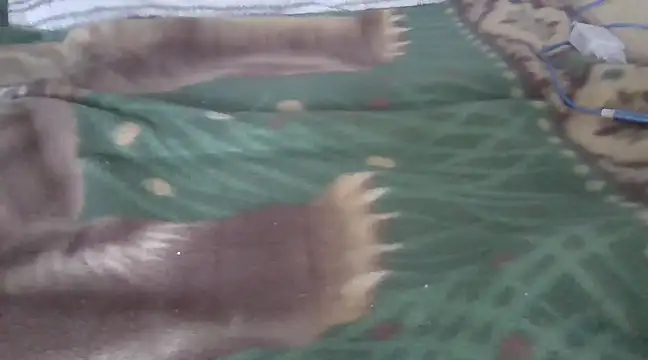 Snapshot of zorritasuperhot chatting on February 2025 05:33:01 PM zorritasuperhot online show from February 2025 05:33:01 PM