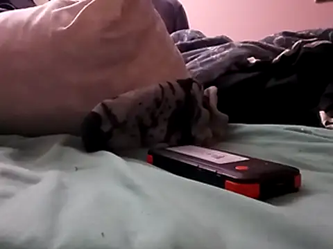 Snapshot of Blkstylion chatting on December 2025 02:47:01 PM Blkstylion online show from December 2025 02:47:01 PM