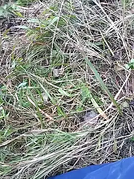 Nkumar173 online show from November 2025 07:07:01 AM