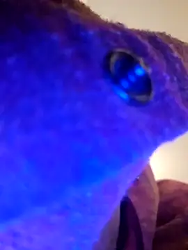 Snapshot of Armyexhibitionistvet chatting on September 2025 08:58:02 AM Armyexhibitionistvet online show from September 2025 08:58:02 AM