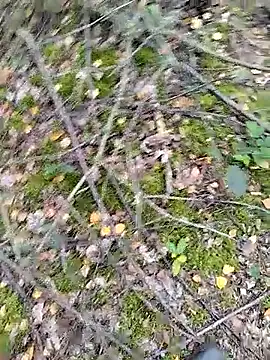 Snapshot of prcalek19 chatting on October 2025 09:10:02 AM prcalek19 online show from October 2025 09:10:02 AM