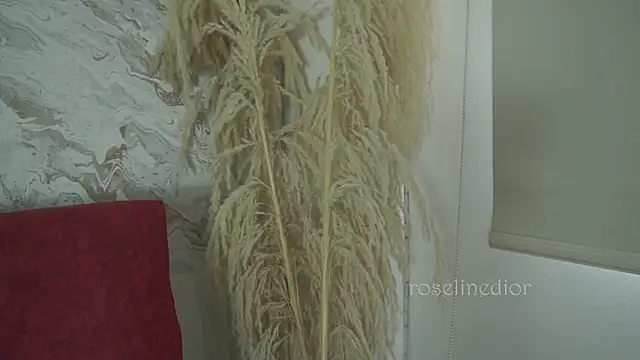 Snapshot of roselinedior chatting on December 2025 01:38:02 PM roselinedior online show from December 2025 01:38:02 PM