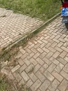 Snapshot of Black-mamba-madingo chatting on November 2025 12:29:02 PM Black-mamba-madingo online show from November 2025 12:29:02 PM