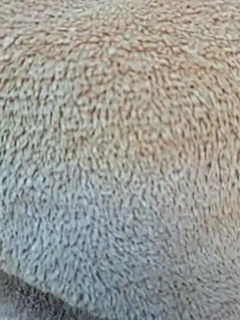 Snapshot of Priya_Bong chatting on January 2026 04:06:02 AM Priya Bong online show from January 2026 04:06:02 AM