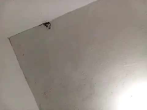 Surreyaa online show from February 2025 03:39:02 AM