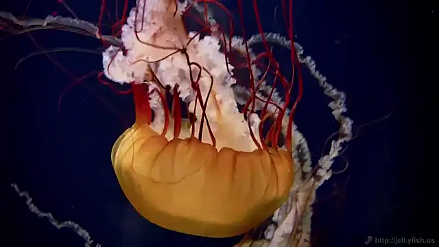 Snapshot of streamy_test11 chatting on November 2025 12:16:01 PM streamy test11 online show from November 2025 12:16:01 PM