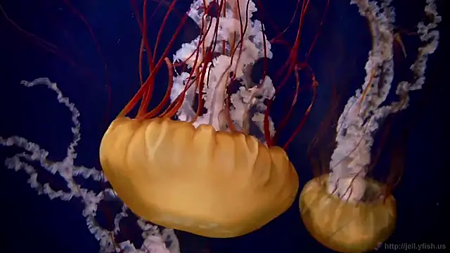 Snapshot of streamy_test11 chatting on November 2025 03:16:02 PM streamy test11 online show from November 2025 03:16:02 PM