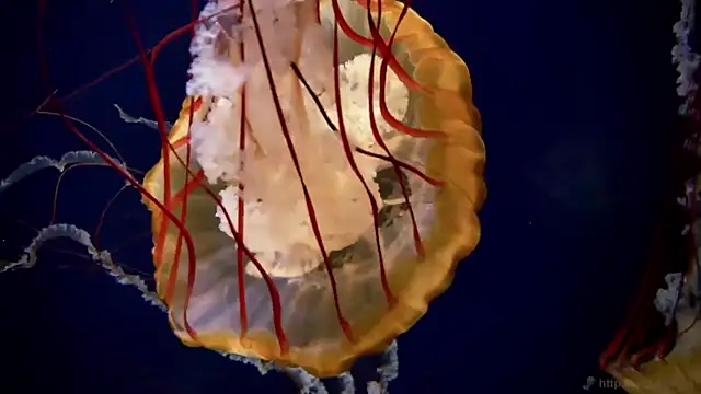 Snapshot of streamy_test11 chatting on November 2025 09:53:01 AM streamy test11 online show from November 2025 09:53:01 AM