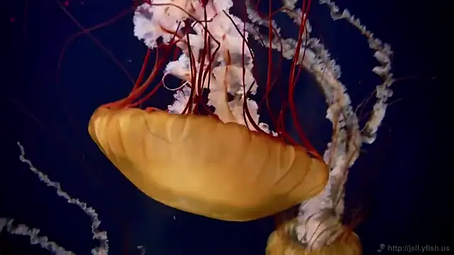 Snapshot of streamy_test11 chatting on November 2025 05:03:01 PM streamy test11 online show from November 2025 05:03:01 PM