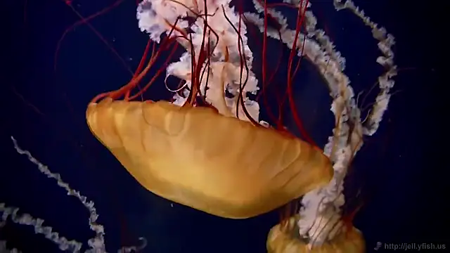 Snapshot of streamy_test11 chatting on December 2025 08:56:02 AM streamy test11 online show from December 2025 08:56:02 AM