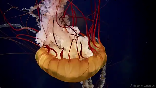 Snapshot of streamy_test11 chatting on December 2025 01:42:01 PM streamy test11 online show from December 2025 01:42:01 PM