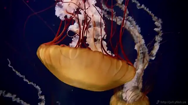 Snapshot of streamy_test11 chatting on December 2025 09:35:02 AM streamy test11 online show from December 2025 09:35:02 AM