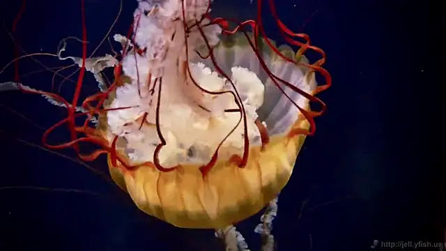 streamy test11 online show from March 2026 02:45:01 PM