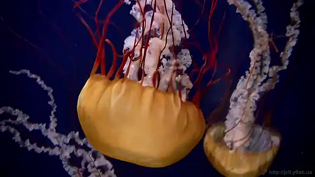 streamy test11 online show from March 2026 02:55:01 PM