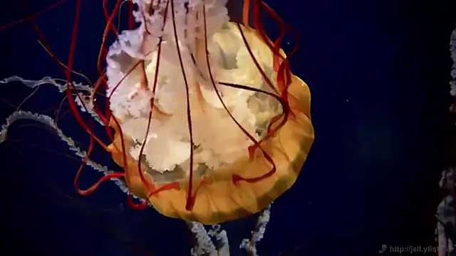 Snapshot of streamy_test12 chatting on October 2025 08:36:01 AM streamy test12 online show from October 2025 08:36:01 AM