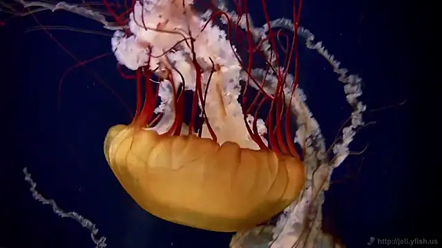 Snapshot of streamy_test12 chatting on November 2025 11:54:01 AM streamy test12 online show from November 2025 11:54:01 AM