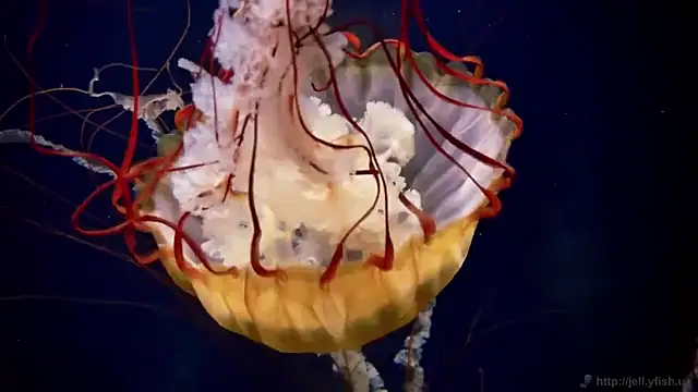 Snapshot of streamy_test12 chatting on November 2025 01:44:01 PM streamy test12 online show from November 2025 01:44:01 PM