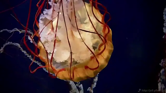 Snapshot of streamy_test12 chatting on November 2025 12:27:02 PM streamy test12 online show from November 2025 12:27:02 PM