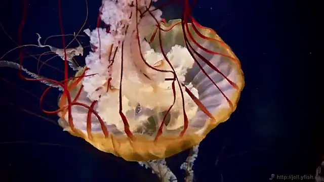 Snapshot of streamy_test12 chatting on December 2025 01:53:01 PM streamy test12 online show from December 2025 01:53:01 PM