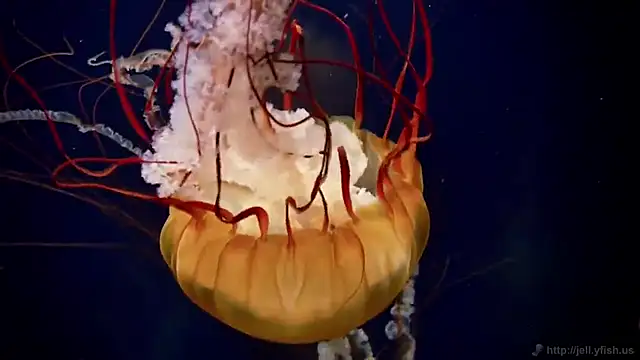 Snapshot of streamy_test12 chatting on December 2025 10:53:01 AM streamy test12 online show from December 2025 10:53:01 AM