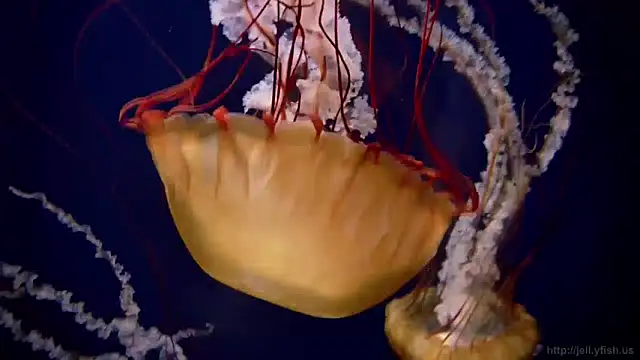 streamy test13 online show from December 2024 09:55:02 AM