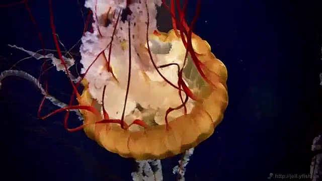 streamy test13 online show from December 2024 08:19:02 AM