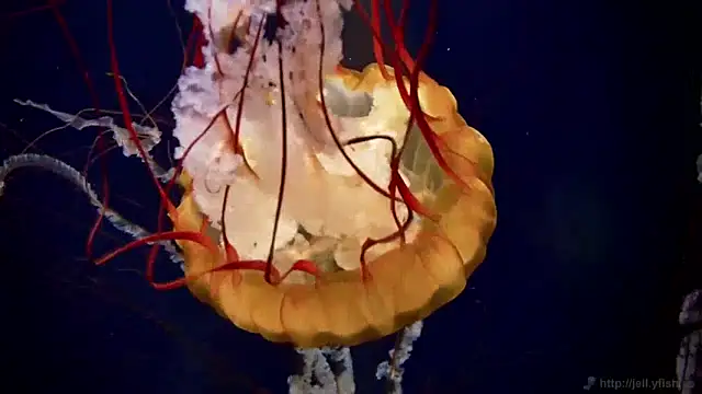 streamy test13 online show from January 2025 08:15:01 AM