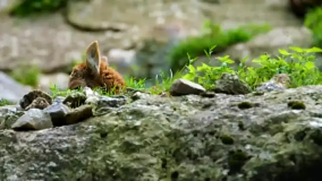 streamy test13 online show from February 2026 11:42:02 AM