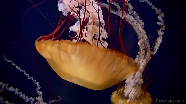 streamy test15 online show from October 2025 04:08:02 PM