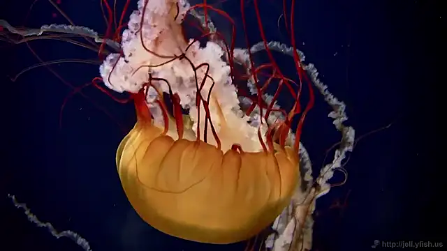 streamy test15 online show from November 2025 12:16:01 PM