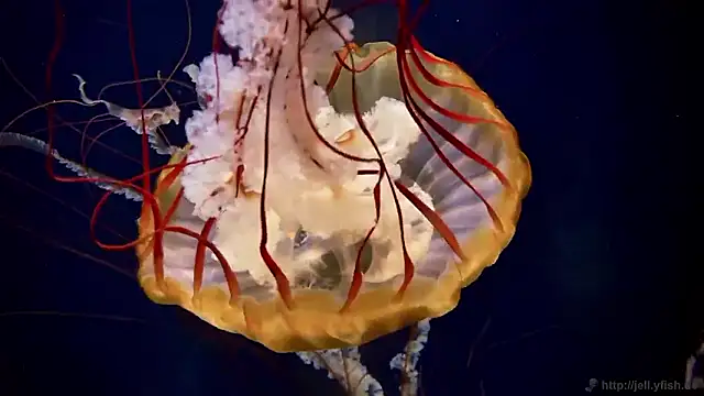 streamy test15 online show from November 2025 02:51:01 PM