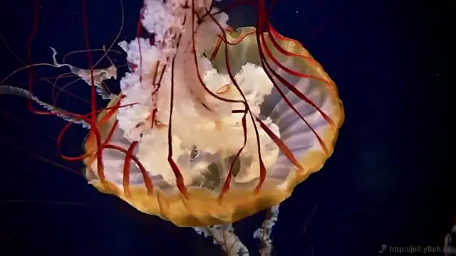 streamy test15 online show from February 2026 09:36:02 AM