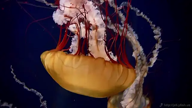 streamy test15 online show from February 2026 03:17:02 PM