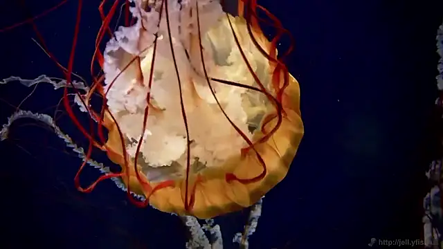 streamy test15 online show from February 2026 02:15:02 PM