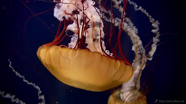 streamy test15 online show from March 2026 09:02:01 AM