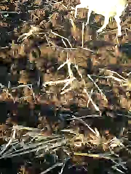 Snapshot of murokkk31 chatting on January 2025 01:24:01 PM murokkk31 online show from January 2025 01:24:01 PM