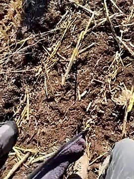 murokkk31 online show from December 2025 09:37:02 AM