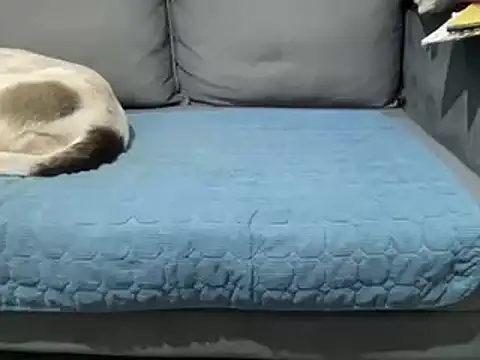 Snapshot of 4small4inchlol chatting on February 2025 05:47:01 PM 4small4inchlol online show from February 2025 05:47:01 PM