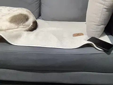 Snapshot of 4small4inchlol chatting on March 2025 11:19:01 AM 4small4inchlol online show from March 2025 11:19:01 AM