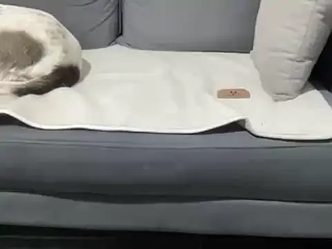 Snapshot of 4small4inchlol chatting on March 2025 11:25:01 PM 4small4inchlol online show from March 2025 11:25:01 PM