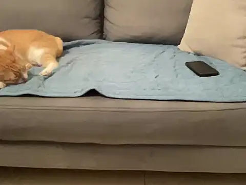 Snapshot of 4small4inchlol chatting on November 2025 03:55:01 PM 4small4inchlol online show from November 2025 03:55:01 PM