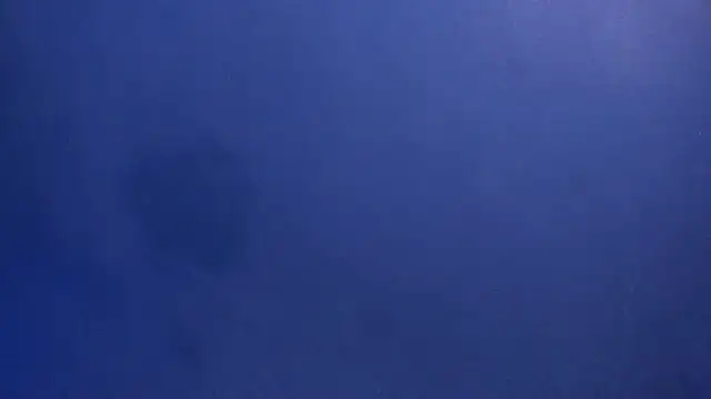 celestelewis online show from March 2025 07:49:02 PM