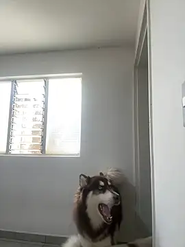 Snapshot of Arilw chatting on February 2025 02:13:02 PM Arilw online show from February 2025 02:13:02 PM