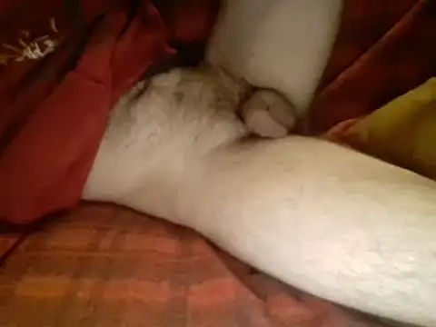 Ariete80s online show from March 2025 06:16:01 AM