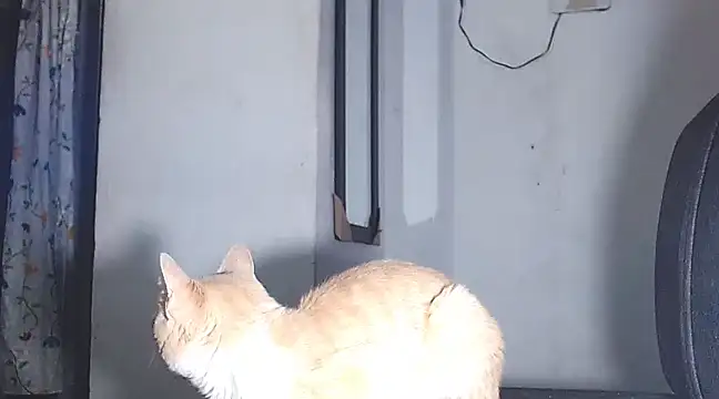 Snapshot of sofi_doll77 chatting on March 2025 10:53:01 PM sofi doll77 online show from March 2025 10:53:01 PM