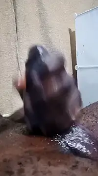 Dick undisputed online show from January 2025 12:10:01 PM