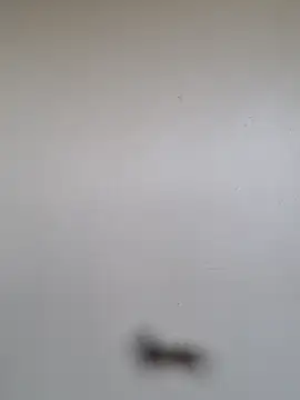 Snapshot of BriannaVincent chatting on January 2026 04:59:01 AM BriannaVincent online show from January 2026 04:59:01 AM