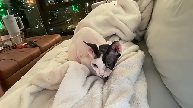 Graciemae baexx online show from December 2025 03:48:01 AM