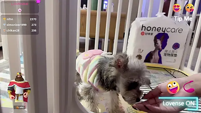 Bunny Tutu online show from January 2025 11:54:01 AM